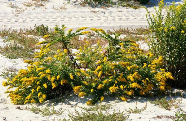 Temperatura ideale coltivazione Solidago