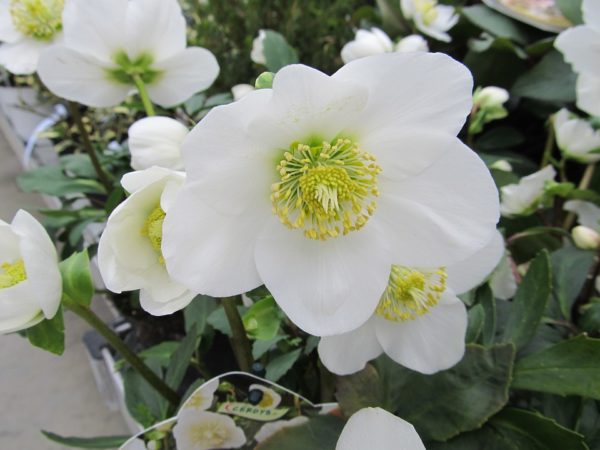 Stella Di Natale Semina.Elleboro O Rosa Di Natale Helleborus Consigli Coltivazione E Cura