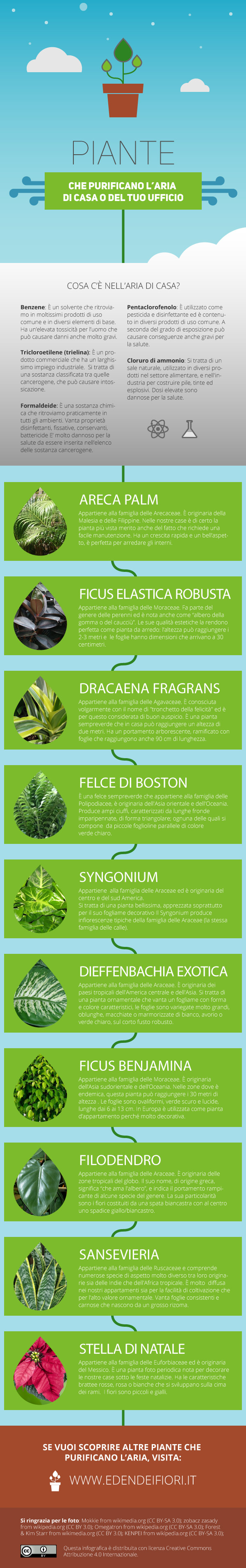 Infografica 10 Piante che purificano l'aria