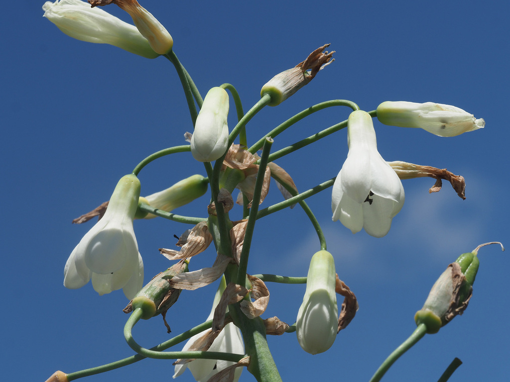 Galtonia candicans: Coltivazione e Cura dell'Ornithogalum candicans