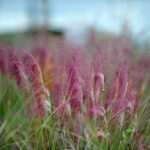 Muhlenbergia capillaris