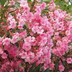 Oleandro  (Nerium oleander)