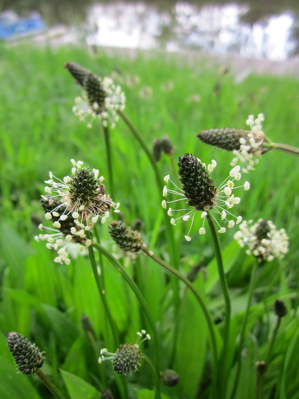 Piantaggine (Plantago lanceolata): Consigli, Coltivazione e Cura