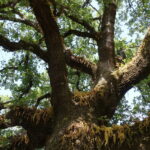 Roverella – Quercus pubescens