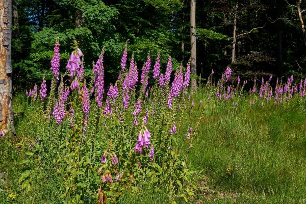 Digitalis (Digitale)