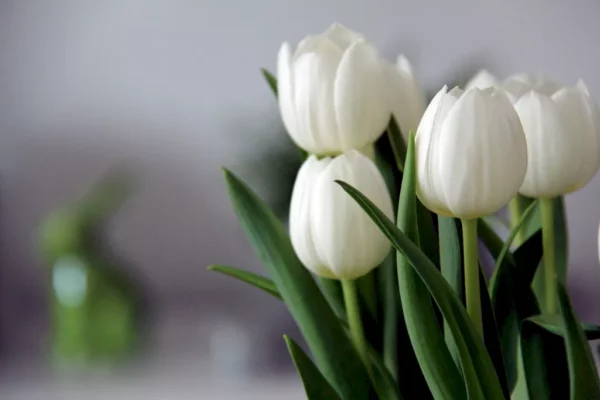Fiori bianchi di tulipano