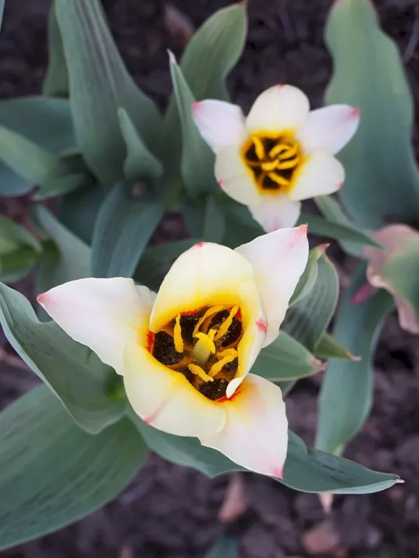 Tulipano 'Zombie'