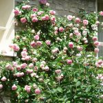 Rose Rampicanti e Sarmentose
