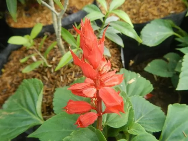 Salvia Splendens