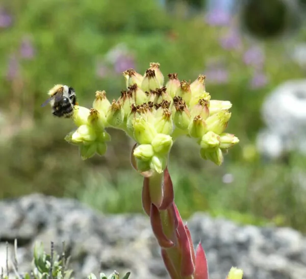 Jovibarba globifera