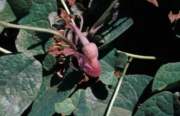 Aristolochia guichardii