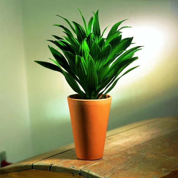 Dracena