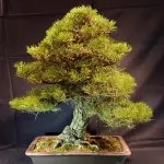 Tra Cactus e Substrati Ideali per le Piante: una intervista al Geologo Simone Barani