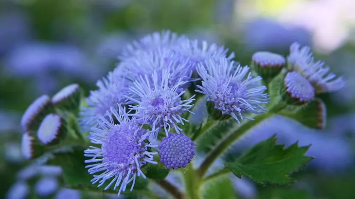 Ageratum (Agerato)