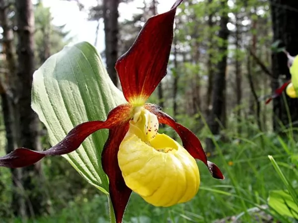 scarpetta di venere, cypripedium