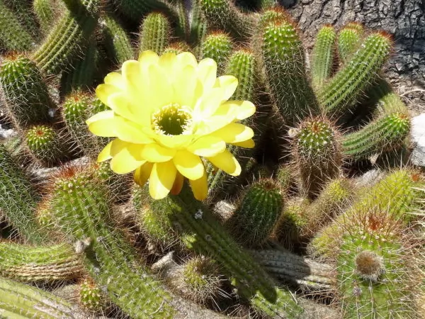 cactus huascha