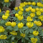 Eranthis