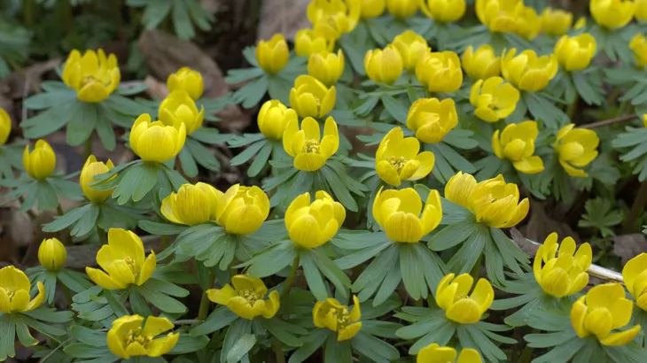 Eranthis hyemalis