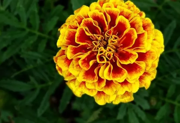 Tagetes