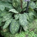Homalomena wallisii