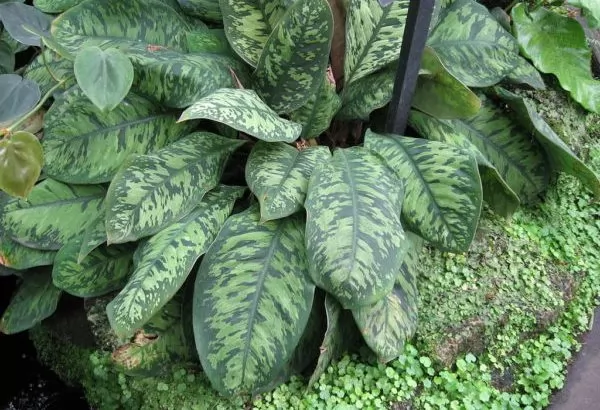 Homalomena wallisii