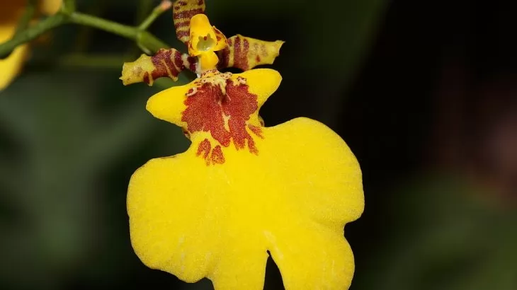caratteristiche Oncidium (fiore)