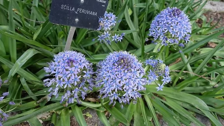 Scilla: specie peruviana