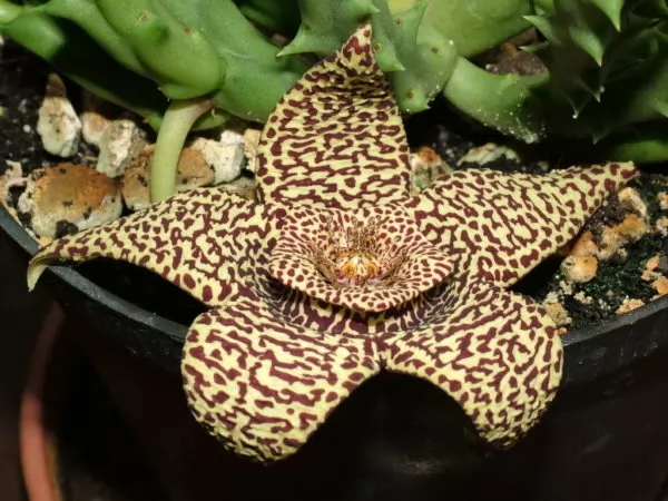 stapelia variegata