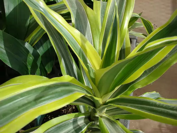 Dracaena_fragrans