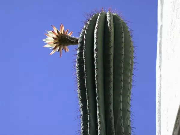 cactus pasacana