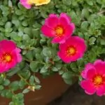 Portulaca