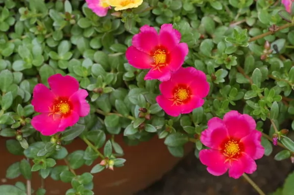 Pianta succulenta Portulaca