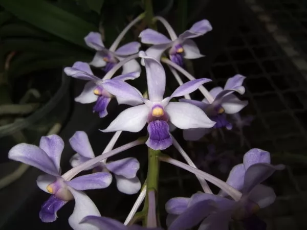 orchidea vanda coerulescens