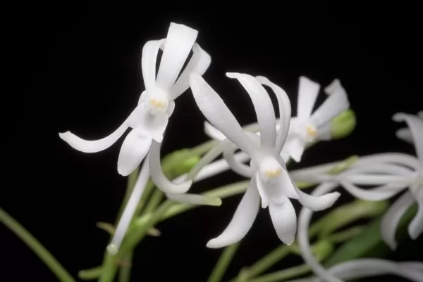 orchidea vanda falcata fiori bianchi