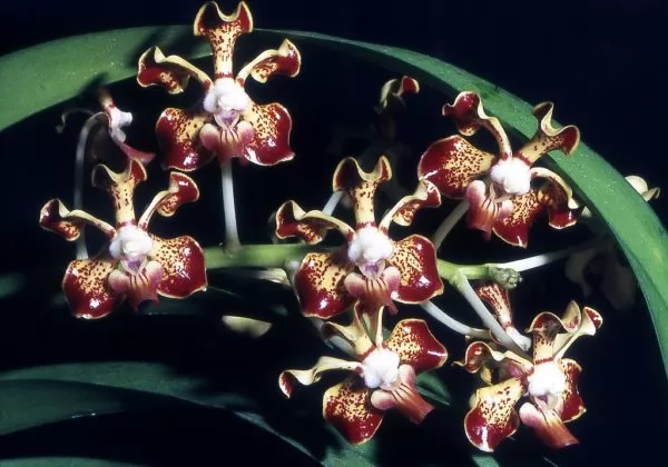 orchidea vanda merrillii