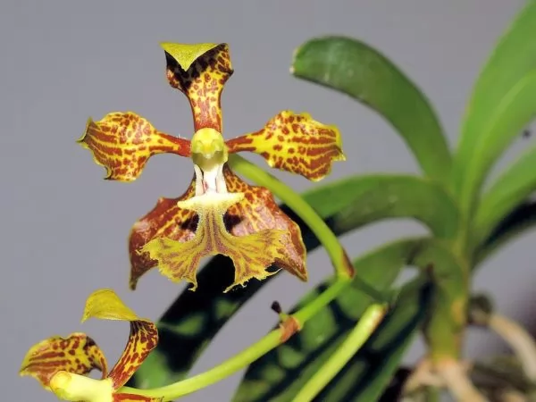orchidea vanda roeblingiana