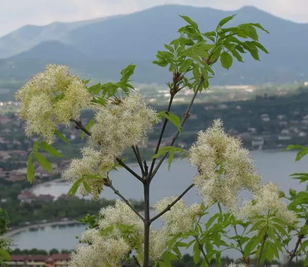 Fraxinus ornus