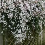 Gelsomino comune bianco – Jasminum officinale