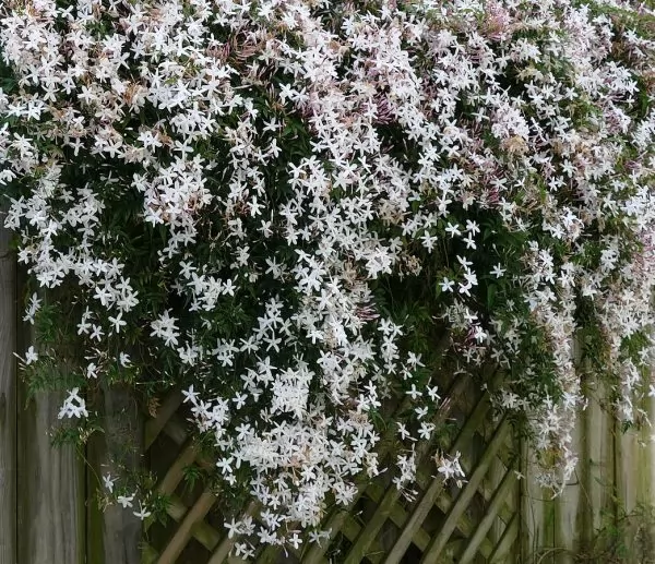 Gelsomino comune bianco - Jasminum officinale
