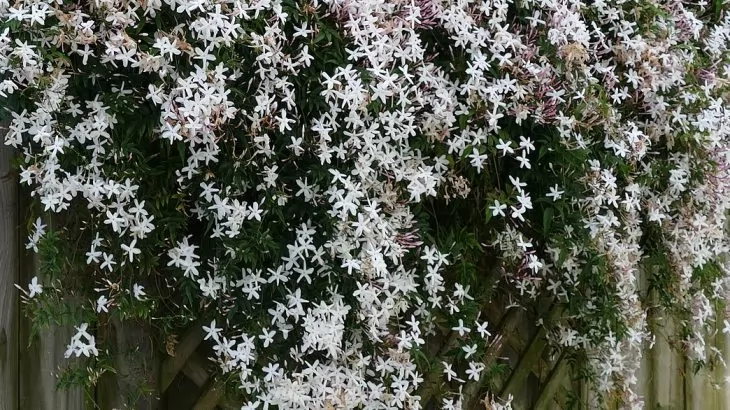 Gelsomino comune bianco - Jasminum officinale