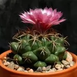 Coryphantha