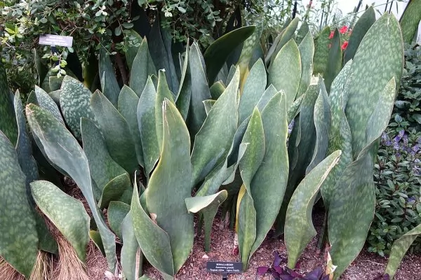 Sansevieria grandis