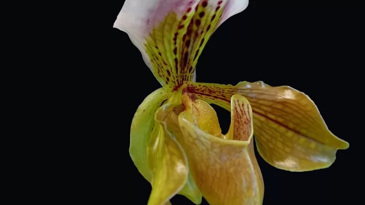 Paphiopedilum