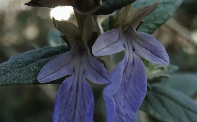 Teucrium fruticans