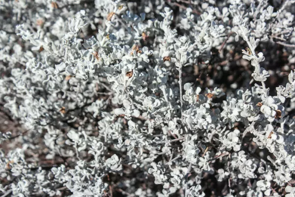  Leucophyllum candidum