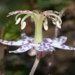 Tricyrtis