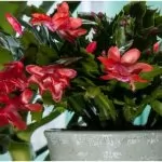 Schlumbergera