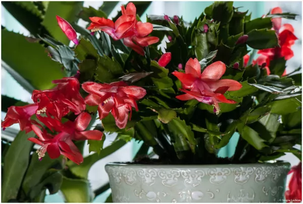 Schlumbergera