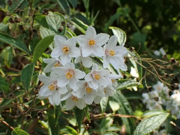 Deutzia discolor 