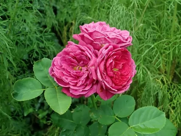 rose nostalgiche Rosa Ascot